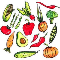Vegetable set on a white background. Isolated vegetables. Corn, asparagus, radish, onion, red chili pepper, broccoli, carrots, bell pepper, tomato, avocado, cucumber, pumpkin drawn by hand