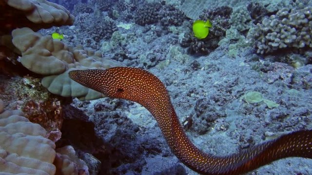 Underwater: Whitemouth Moray Eel Disappearing in Amazing Coral Reef in Big Island, Hawaii