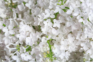 Floral wallpaper of white lilac, macro.