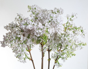 A bunch of white lilac on a gray background.