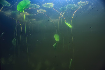 underwater landscape transparent lake / fresh water ecosystem unusual landscape under water