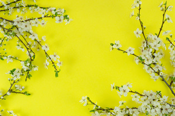 Top view branches flowering fruit trees frame with white flowers on corners on yellow background