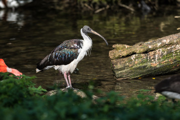 Straw-necked Ibis, Threskiornis spinicollis in the zoo