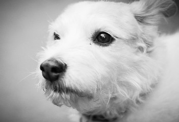 portrait of a dog close up