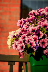 Pink summer flowers. Beautiful flowers . Live flowers.
