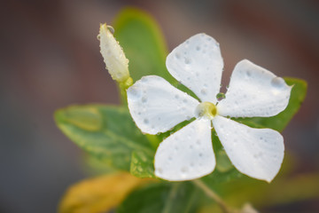 Fototapeta na wymiar A white flower in the garden