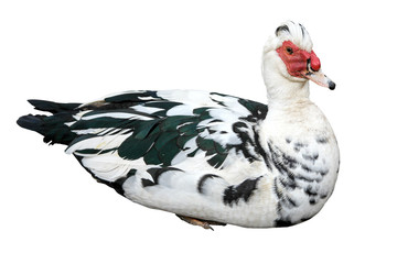 Muscovy duck