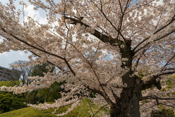 春の小石川後楽園