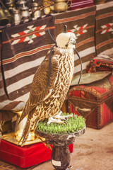 A falcon wearing its hood in Dubai, United Arab Emirates