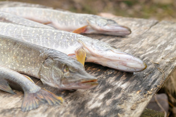 pike caught fishing on wooden boards