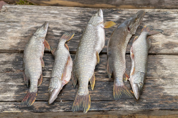 freshly caught split pike fish on a wooden background on the street