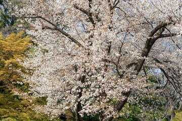 春の小石川後楽園