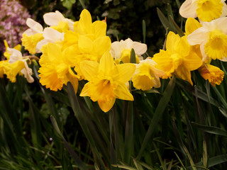 Obraz premium Yellow daffodil close up. Daffodils on a dark background.
