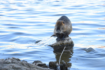 coypu in the water