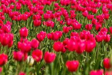 Spring a Large field with beautiful red tulips