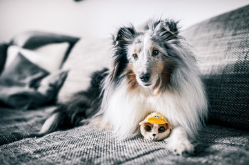 Sheltie und Kuscheltier