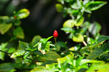 Fototapeta premium tabasco pepper