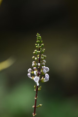 the white cat's whiskers are shaped like a cat's whiskers