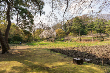 春の小石川後楽園