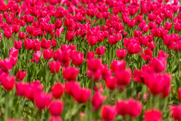 Spring a Large field with beautiful red tulips