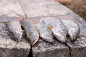 freshly caught and cut fish, pike on a wooden background