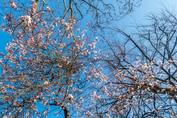 Spring, cherry blossom, full of trees, cut against the blue sky.