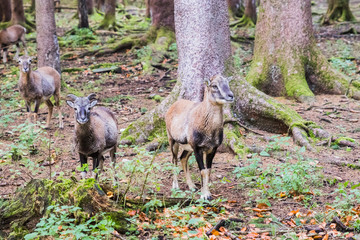 male muflon in the forest
