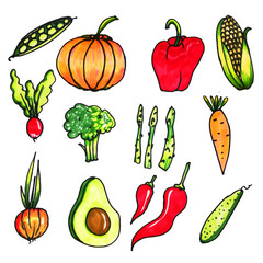 Vegetable set drawn by hand.Isolated vegetables. Corn, asparagus, radish, onion, red chili pepper, broccoli, carrots, bell pepper, avocado, cucumber, pumpkin,peas