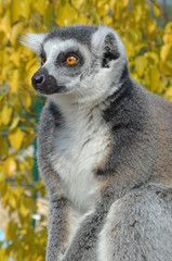 Obraz premium Isolated single meerkat colorful background