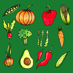 Vegetable set drawn by hand.Isolated vegetables. Corn, asparagus, radish, onion, red chili pepper, broccoli, carrots, bell pepper, avocado, cucumber, pumpkin,peas