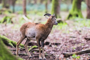 male muflon in the forest