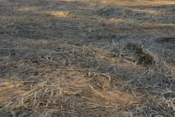 natural plant texture from dry gray grass in a field