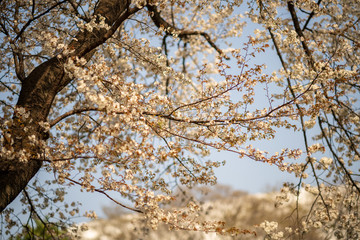 春の小石川後楽園