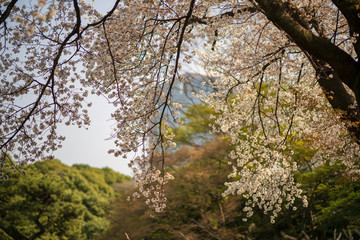 春の小石川後楽園
