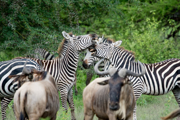 Zebra in National park Manyara Tanzania