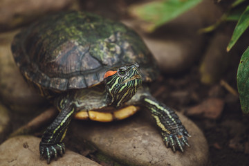 Naklejka premium Beautiful turtle lies on the stones. Close-up