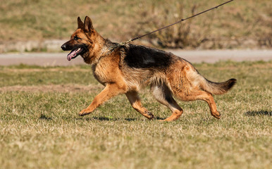shepherd dog runs sideways in the grass