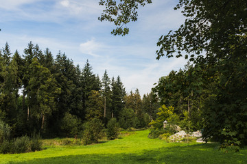 Fototapeta na wymiar green meadow next to forest