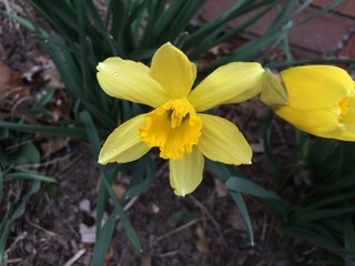 Fototapeta premium yellow daffodil in the garden