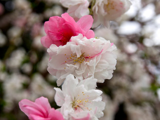 ハナモモの花（接写）