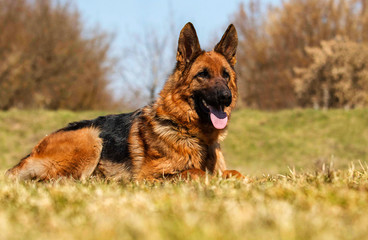 Naklejka premium shepherd dog lying in the grass