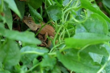 lizard on leaf