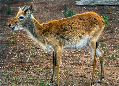 Young lechwe waterbuck. Latin name - Kobus leche kafuensis	