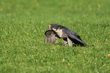 The peregrine falcon, Falco peregrinus. The fastest animals in the world.