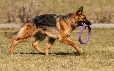 shepherd dog running in the grass