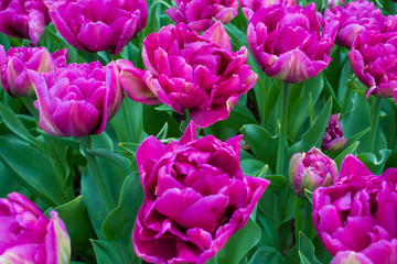 Obraz premium Beautiful colorful tulips and daffodils fields in Netherlands