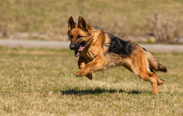 shepherd dog running in the grass