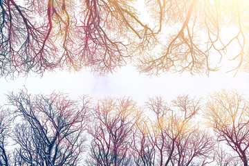 background of tree branches winter / silhouettes of empty branches without leaves against a white sky background. Winter forest concept, nature. Abstract winter background.