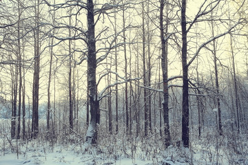 winter park, cityscape in winter weather / landscape snow, city, trees in a city park in the north