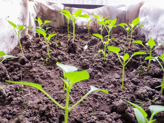 Young saplings of green pepper for the greenhouse.